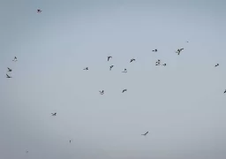 Birds are flying