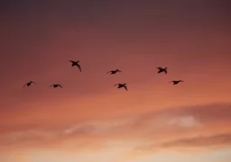 Ducks at dawn