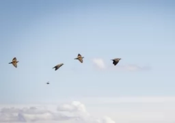 Doves flying everywhere