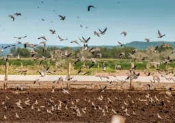 Big Group Dove Hunt 