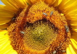 Sunflower dove hunt