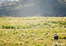 Water Buffalo