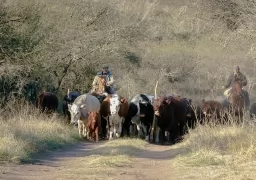 Argentine Gauchos