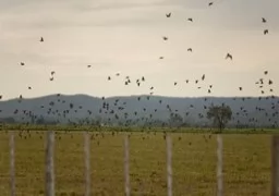 Doves in Cordoba