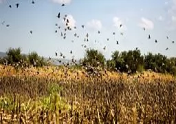 Mix de palomas