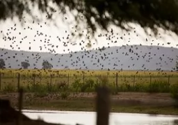 Mix de palomas