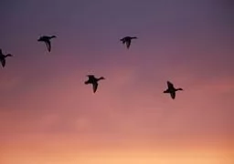  Shooting and Wading - Lance group