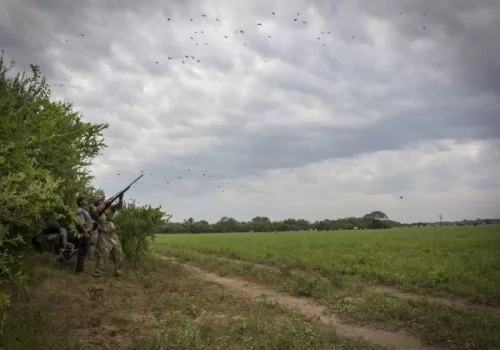 Dove hunting and more in La Loma