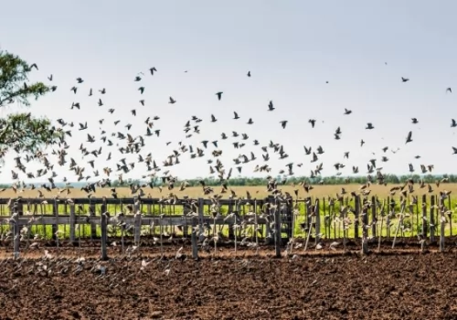 Dove Shooting, Amazing volume of doves - Cordoba, ARG