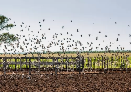 Doves - Dove Hunting Cordoba ARGENTINA