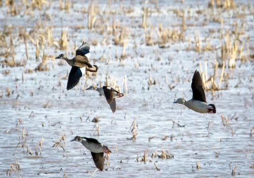 Duck Hunting ARGENTINA - Testimonial by Pointer Wingshooting