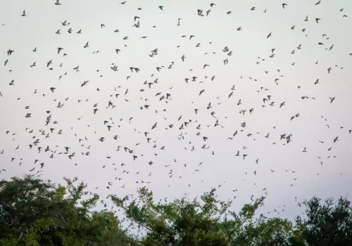 Doves - Dove Hunting Cordoba ARGENTINA